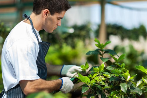 Careful pruning to reduce a tree canopy in Woodgreen